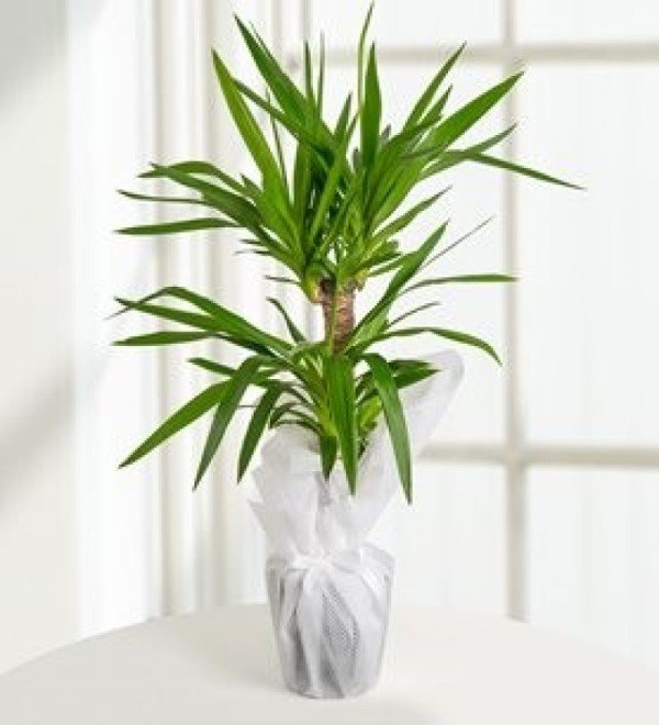 İkili Yucca Çiçeği