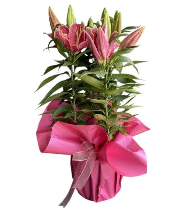 Pembe lilyum Çiçeği