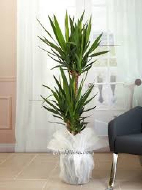 Üçlü Yucca Çiçeği