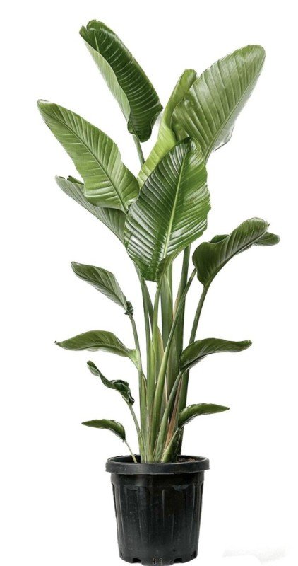 Starliçe  Bitkisi 200 cm